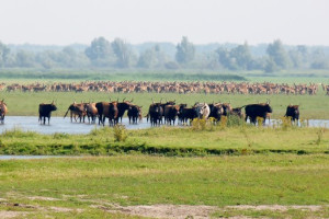 PvdA NH stelt vragen over mogelijke effecten van grootschalige reductie grote grazers in de Oostvaardersplassen