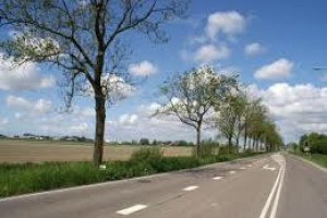 PvdA voor behoud bomen Schipholweg