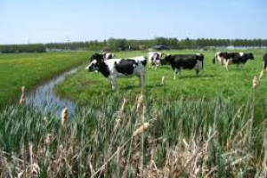 In hoeverre is Europees landbouwbeleid relevant voor onze boeren in Noord-Holland?