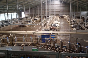 Werkbezoek melkveehouders in Burgerbrug